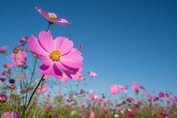 青空の下のピンクのコスモスの花