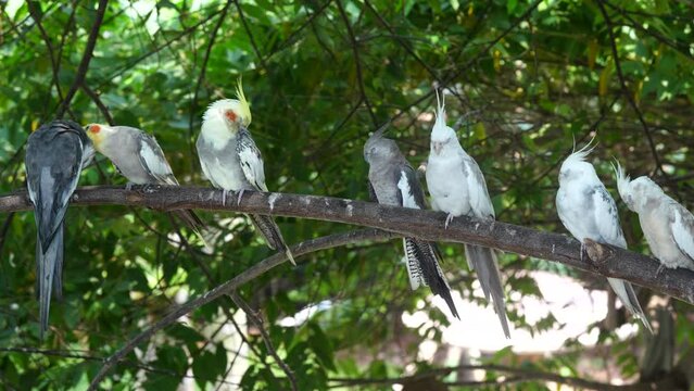 Nymphicus hollandicus, commonly known as the Cockatiel, is indeed a small parrot species native to Australia. Cockatiels are known for their charming and sociable personalities