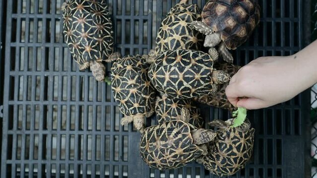 Top view woman feeding lettuce to little tortoise on the black cage.