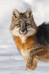 Gray Fox (Urocyon cinereoargenteus). Cute, cuddly, furry, fuzzy. Silly face of a native canine