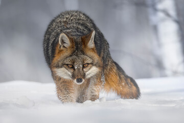 Stormy morning for a Gray Fox (Urocyon cinereoargenteus) prowling through the forest.  Wind and...
