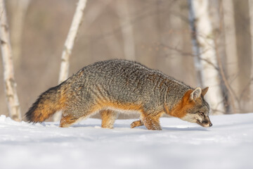 Take a walk through the woods, a native Gray Fox (Urocyon cinereoargenteus) surviving the winter. Hunting prey under the snow pack. Taken under controlled conditions - Powered by Adobe