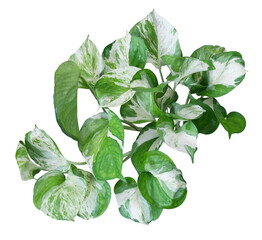 Heart shaped green variegated leaves of devil ivy tropical houseplant isolated on transparent background.
