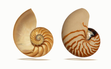 nautilus shell isolated on white background, close up. cross section of the shell of a Nautilus. - obrazy, fototapety, plakaty
