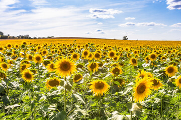 Champ de tournesols 