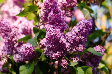 Blooming lilac flowers. Flowers as a background Syringa vulgaris. - 645876963