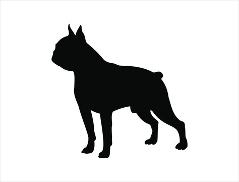 Boston terrier dog silhouette vector art white background