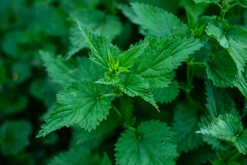 Medicinal plant. Green leaves background. Fresh nettle leaves. Thickets of nettles. - 645877718