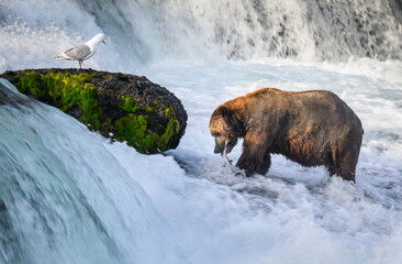 Bird screaming at a brown bear with salmon in its mouth. Brooks Falls. Katmai National Park....