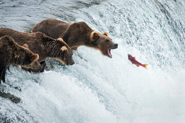 Red sockeye salmon jumping up the Brooks Falls into a brown bear’s open mouth. Katmai National...