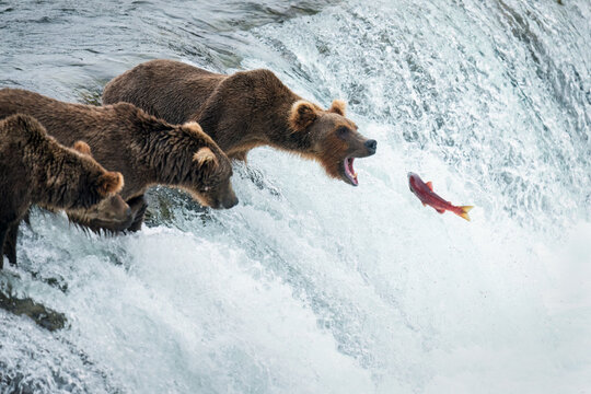Red sockeye salmon jumping up the Brooks Falls into a brown bear&rsquo;s open mouth. Katmai National Park. Alaska.
