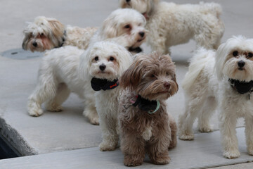 group of puppies