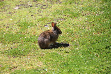 The common tapeti (Sylvilagus brasiliensis), also known as the Brazilian cottontail, forest...
