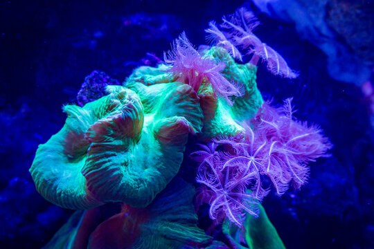 Polyp Soft Coral and Neon Green Candy Cane Coral