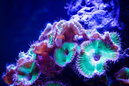 Red Death Zoa (Zoanthid)
