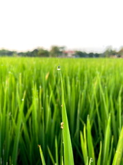 The morning dew on the rice leaves is a simple beauty of nature, which can provide a sense of peace and tranquility for many people.