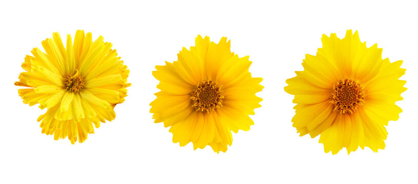 Set of yellow flowers isolated on a white background