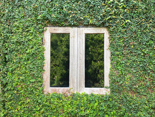Wooden white old window on concrete wall coverd by creeper plant. - 645881956