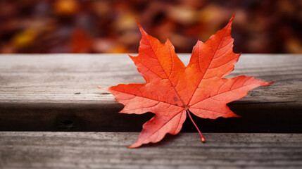 Naklejka na ściany i meble Lonely Autumn Leaf in Radiant Red