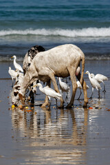 Moutons et hérons sur une plage