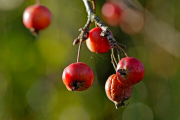 Fruits d'un pommer du japon