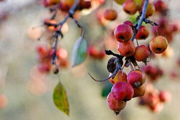 Fruits d'un pommer du japon