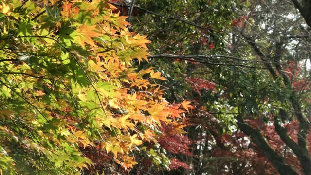 秋のイメージ　風にそよぐモミジの色鮮やか　撮影地呉羽山