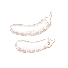 Vintage Hand Drawn Sketch Eggplant Vegetable Illustration