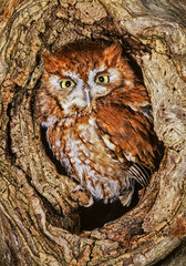 Eastern Screech Owl (Otus asio) red morph phase