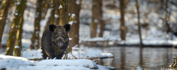 Wild pig with snow. Young Wild boar, Sus scrofa, in wintery forest