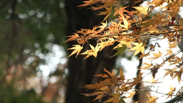 秋のイメージ　風にそよぐモミジの色鮮やか　撮影地呉羽山