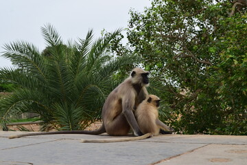 monkey baby sitting with it's mother 