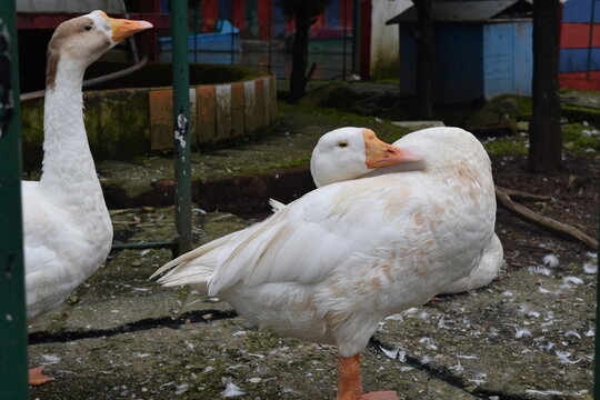 duck leaning backwards