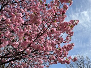 pink cherry blossom