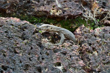 lizard on the rock