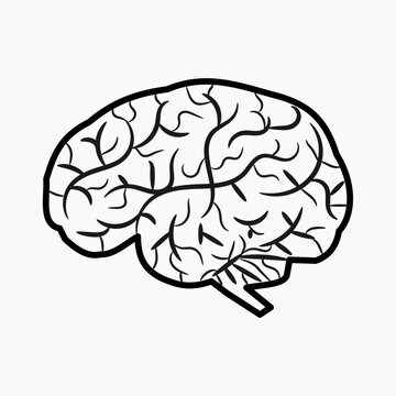 Illustration of a human brain image on a white background