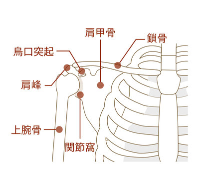 肩甲骨と鎖骨、上腕骨の名称とその解剖学構造
