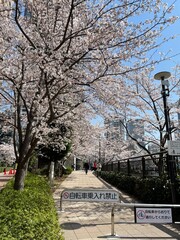 central park in spring