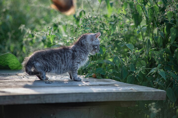 Beautiful gray kitten in a village yard.