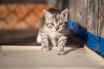 Beautiful gray kitten in a village yard.