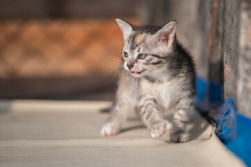 Beautiful gray kitten in a village yard.