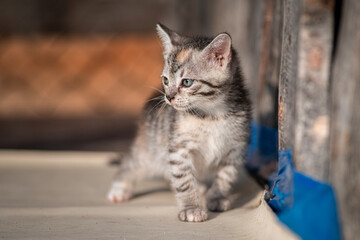 Beautiful gray kitten in a village yard.