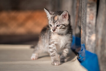 Obraz premium Beautiful gray kitten in a village yard.