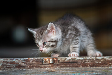 Beautiful gray kitten in a village yard.