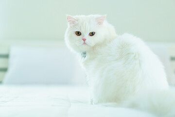 Lovely little white Persian cat enjoy playing and relaxing on the bed in bedroom, cute white Persia Cat lying on bed.