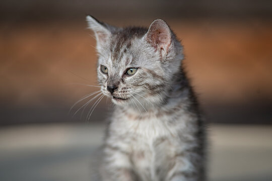 Beautiful gray kitten in a village yard.