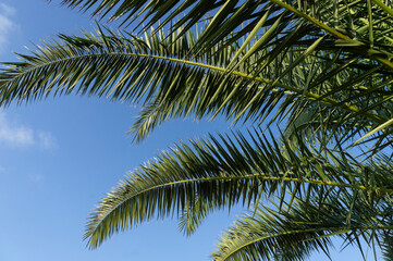 Fototapeta na wymiar Green palm branches in the blue sky.