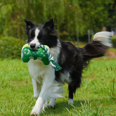 Border collie playing with pet toys outdoors, outdoor activities, pet supplies