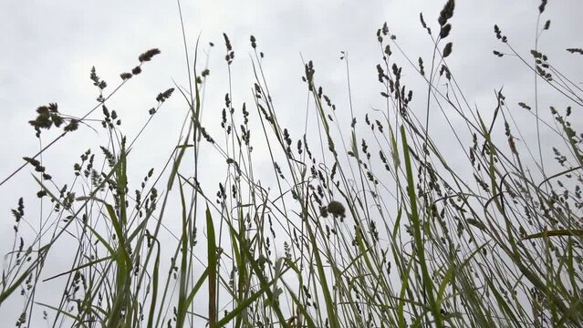Forage grass is very popular because the grass and leaves are large and high in food, including. Valuable forage grass Dactylis glomerata grows in nature
