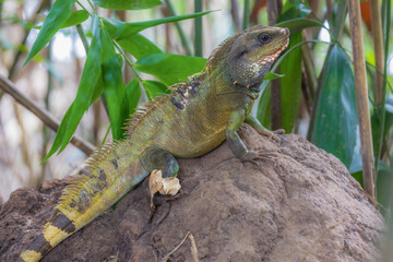 Chinese water dragon (Physignathus cocincinus), rare wildlife in the tropical.